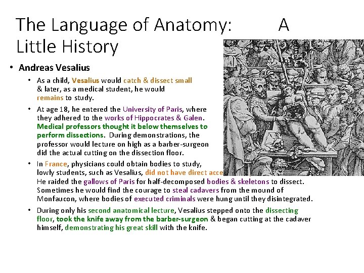 The Language of Anatomy: Little History A • Andreas Vesalius • As a child,