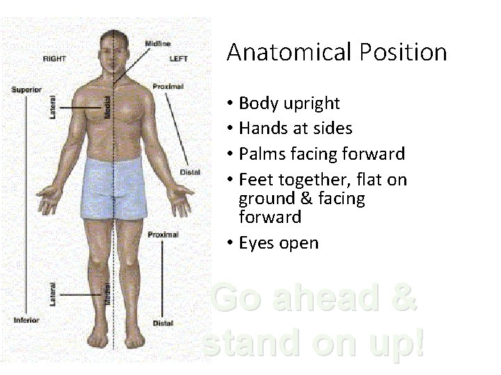 Anatomical Position • Body upright • Hands at sides • Palms facing forward •