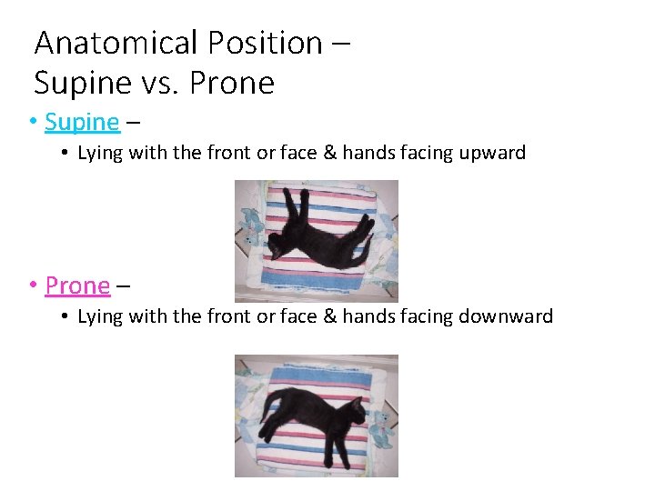 Anatomical Position – Supine vs. Prone • Supine – • Lying with the front