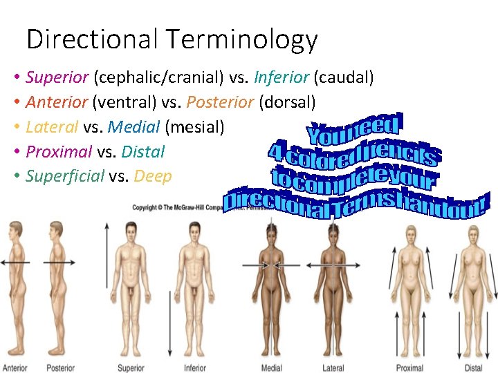 Directional Terminology • • • Superior (cephalic/cranial) vs. Inferior (caudal) Anterior (ventral) vs. Posterior