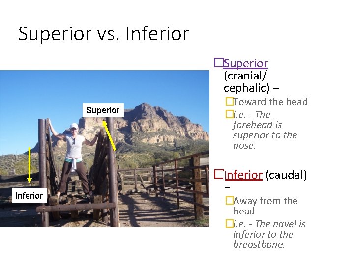 Superior vs. Inferior �Superior (cranial/ cephalic) – Superior Inferior �Toward the head �i. e.