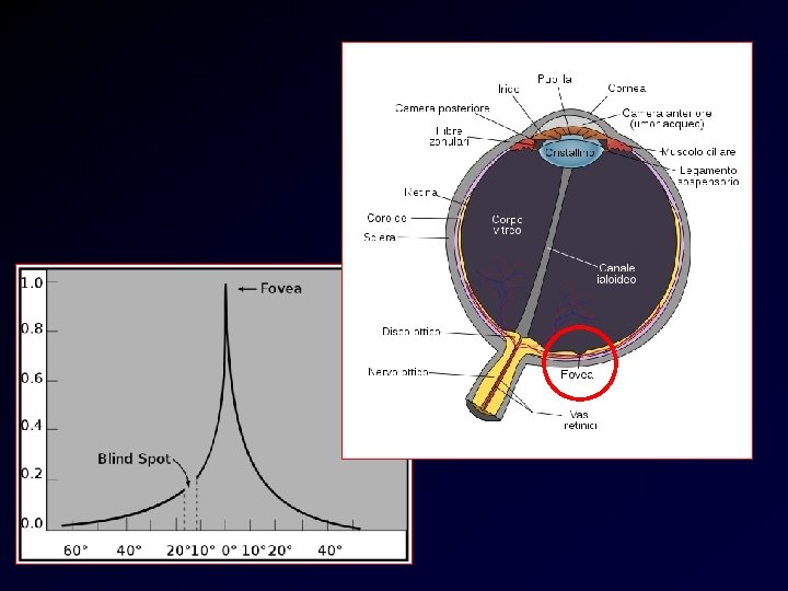 Fovea 