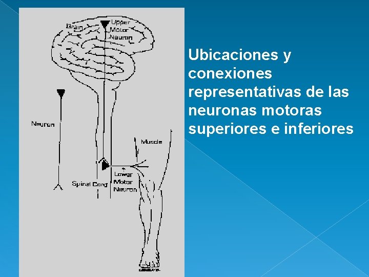 Ubicaciones y conexiones representativas de las neuronas motoras superiores e inferiores 