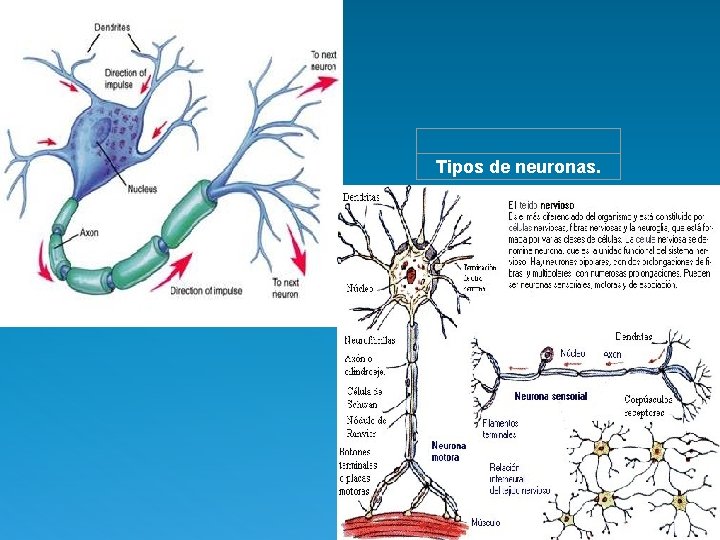 Tipos de neuronas. 