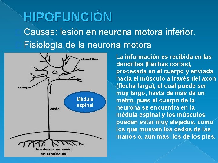HIPOFUNCIÓN � Causas: lesión en neurona motora inferior. � Fisiología de la neurona motora