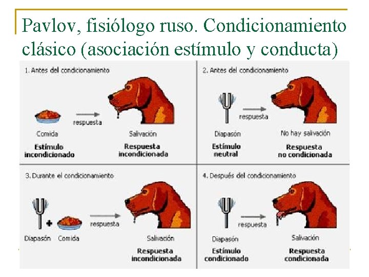 Pavlov, fisiólogo ruso. Condicionamiento clásico (asociación estímulo y conducta) para explicar el aprendizaje. 