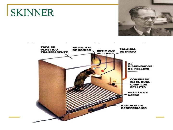 SKINNER El reforzamiento positivo alentaría el comportamiento deseado. . 