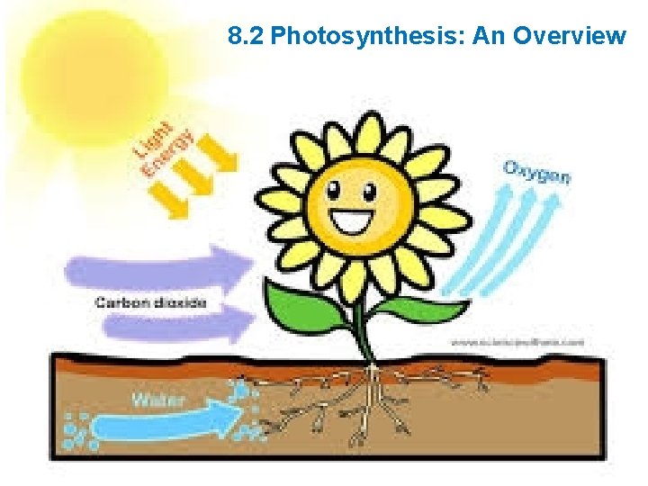 Lesson Overview Photosynthesis: An Overview 8. 2 Photosynthesis: An Overview 