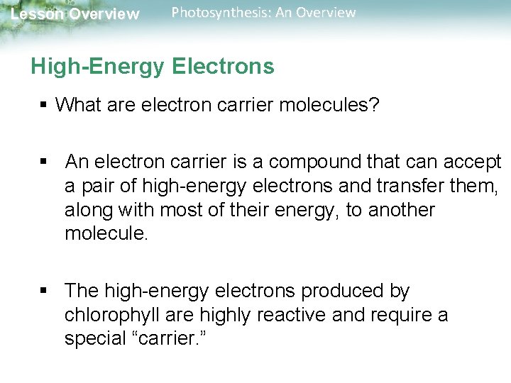 Lesson Overview Photosynthesis: An Overview High-Energy Electrons § What are electron carrier molecules? §