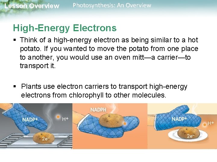 Lesson Overview Photosynthesis: An Overview High-Energy Electrons § Think of a high-energy electron as