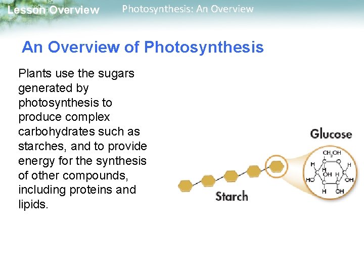 Lesson Overview Photosynthesis: An Overview of Photosynthesis Plants use the sugars generated by photosynthesis