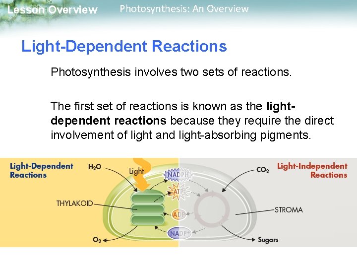 Lesson Overview Photosynthesis: An Overview Light-Dependent Reactions Photosynthesis involves two sets of reactions. The