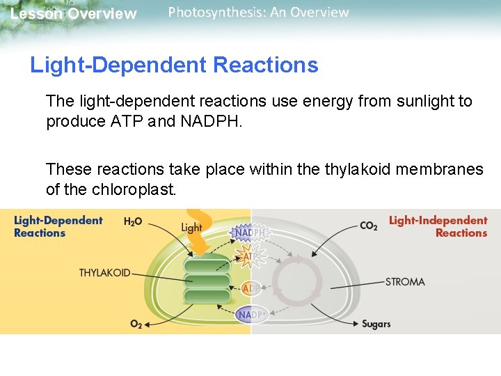 Lesson Overview Photosynthesis: An Overview Light-Dependent Reactions The light-dependent reactions use energy from sunlight