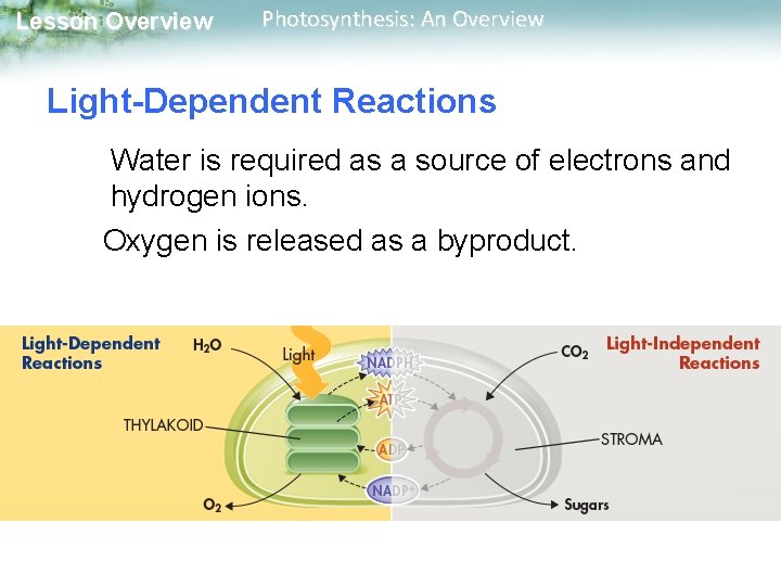 Lesson Overview Photosynthesis: An Overview Light-Dependent Reactions Water is required as a source of