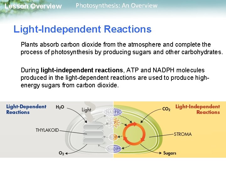 Lesson Overview Photosynthesis: An Overview Light-Independent Reactions Plants absorb carbon dioxide from the atmosphere