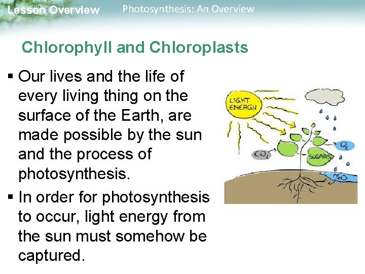 Lesson Overview Photosynthesis: An Overview Chlorophyll and Chloroplasts § Our lives and the life