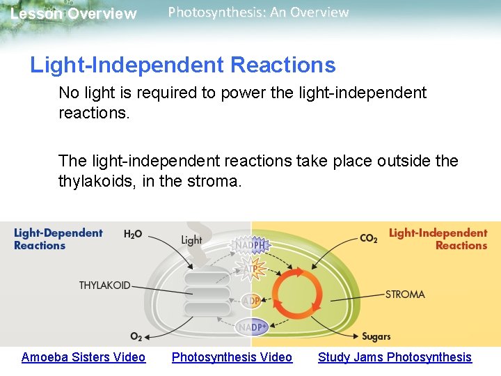 Lesson Overview Photosynthesis: An Overview Light-Independent Reactions No light is required to power the