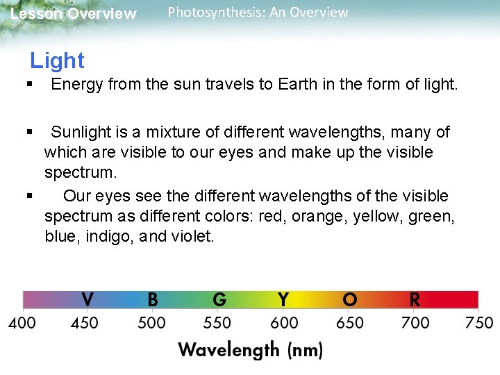 Lesson Overview Photosynthesis: An Overview Light § § Energy from the sun travels to