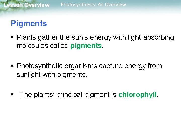 Lesson Overview Photosynthesis: An Overview Pigments § Plants gather the sun’s energy with light-absorbing