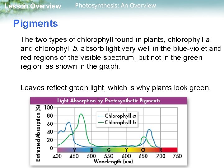 Lesson Overview Photosynthesis: An Overview Pigments The two types of chlorophyll found in plants,