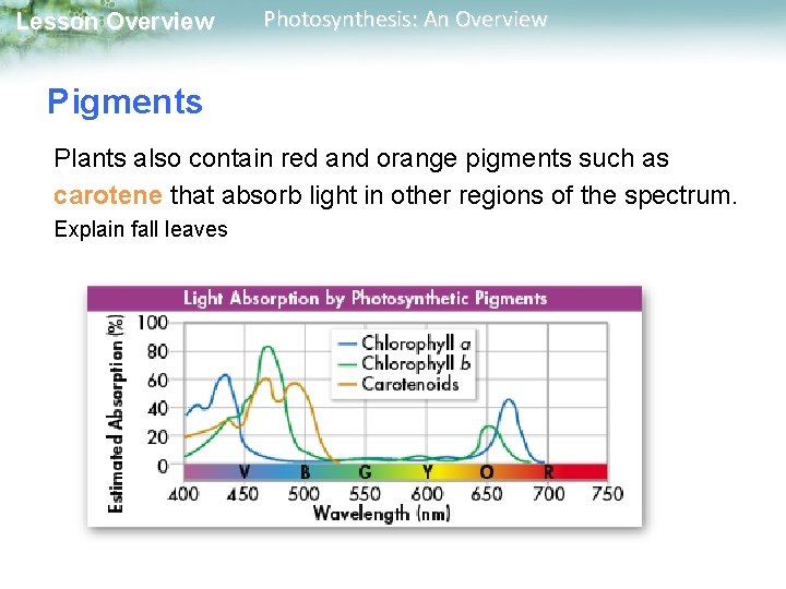 Lesson Overview Photosynthesis: An Overview Pigments Plants also contain red and orange pigments such