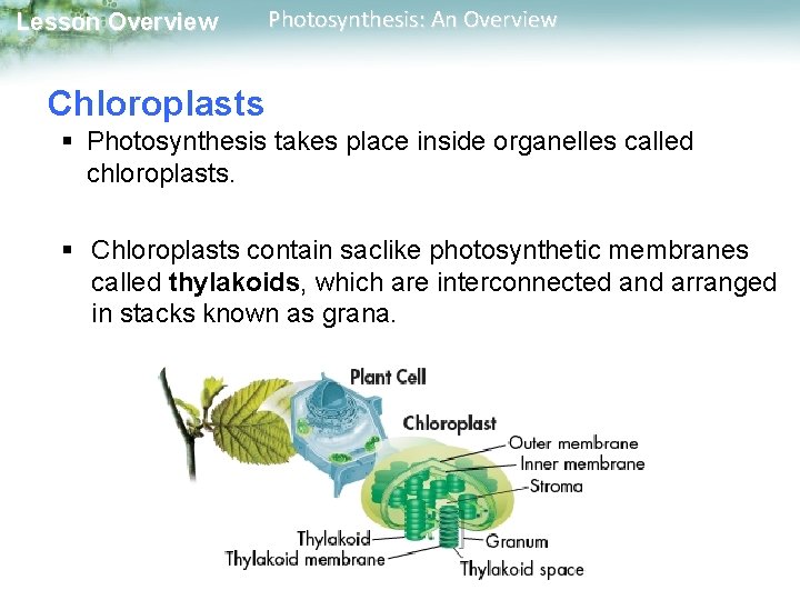 Lesson Overview Photosynthesis: An Overview Chloroplasts § Photosynthesis takes place inside organelles called chloroplasts.