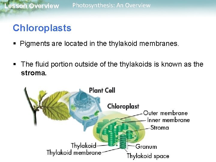 Lesson Overview Photosynthesis: An Overview Chloroplasts § Pigments are located in the thylakoid membranes.