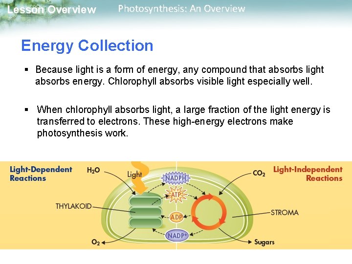 Lesson Overview Photosynthesis: An Overview Energy Collection § Because light is a form of