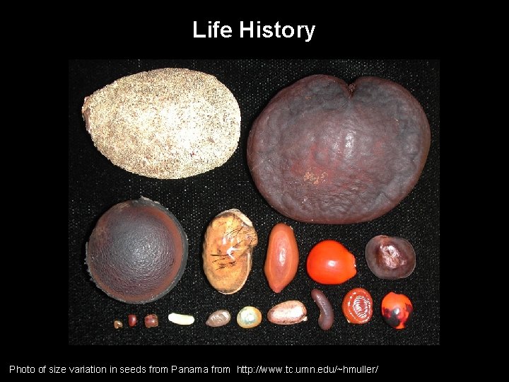 Life History Photo of size variation in seeds from Panama from http: //www. tc.