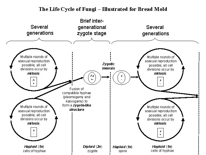 The Life Cycle of Fungi – Illustrated for Bread Mold Several generations Multiple rounds