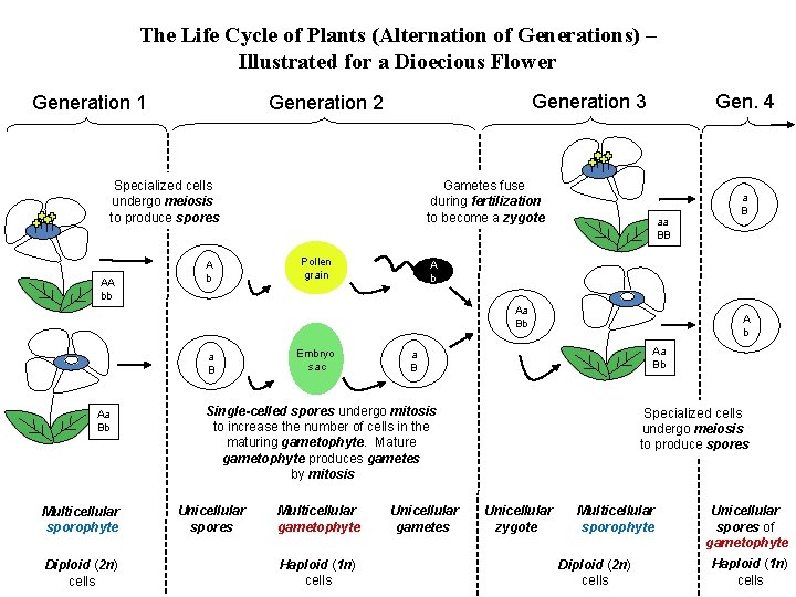 The Life Cycle of Plants (Alternation of Generations) – Illustrated for a Dioecious Flower