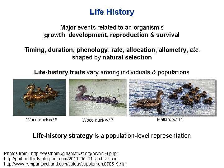 Life History Major events related to an organism’s growth, development, reproduction & survival Timing,