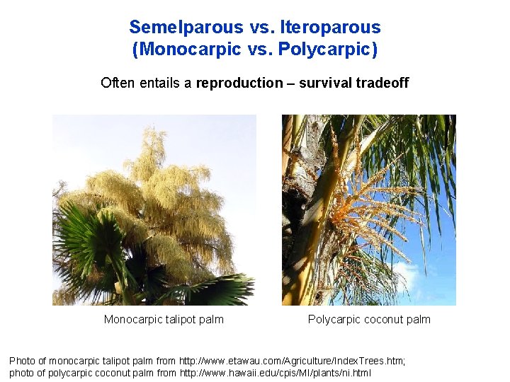 Semelparous vs. Iteroparous (Monocarpic vs. Polycarpic) Often entails a reproduction – survival tradeoff Monocarpic