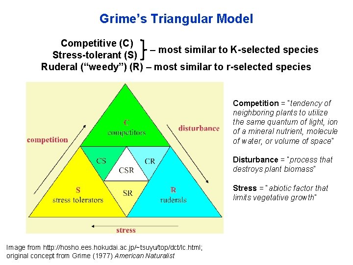 Grime’s Triangular Model Competitive (C) – most similar to K-selected species Stress-tolerant (S) Ruderal