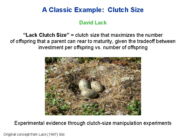 A Classic Example: Clutch Size David Lack “Lack Clutch Size” = clutch size that