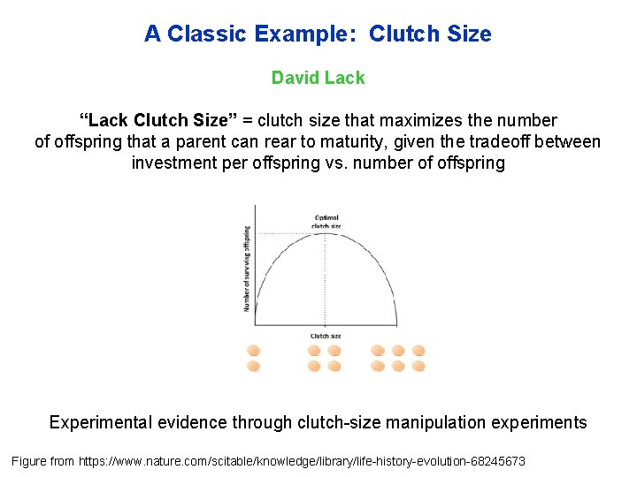 A Classic Example: Clutch Size David Lack “Lack Clutch Size” = clutch size that