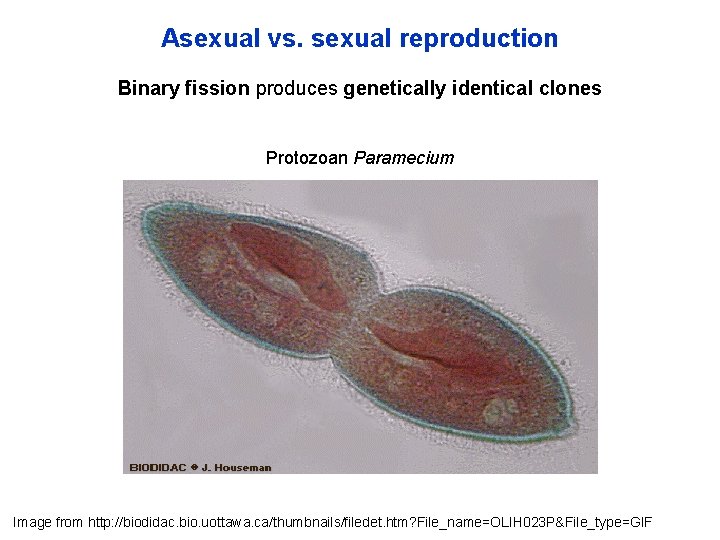 Asexual vs. sexual reproduction Binary fission produces genetically identical clones Protozoan Paramecium Image from