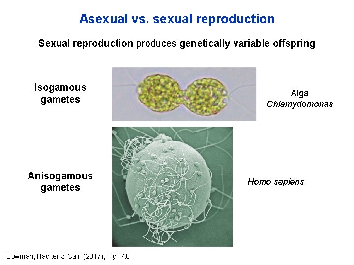 Asexual vs. sexual reproduction Sexual reproduction produces genetically variable offspring Isogamous gametes Anisogamous gametes