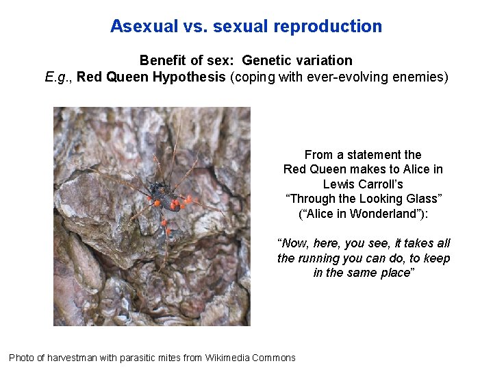 Asexual vs. sexual reproduction Benefit of sex: Genetic variation E. g. , Red Queen