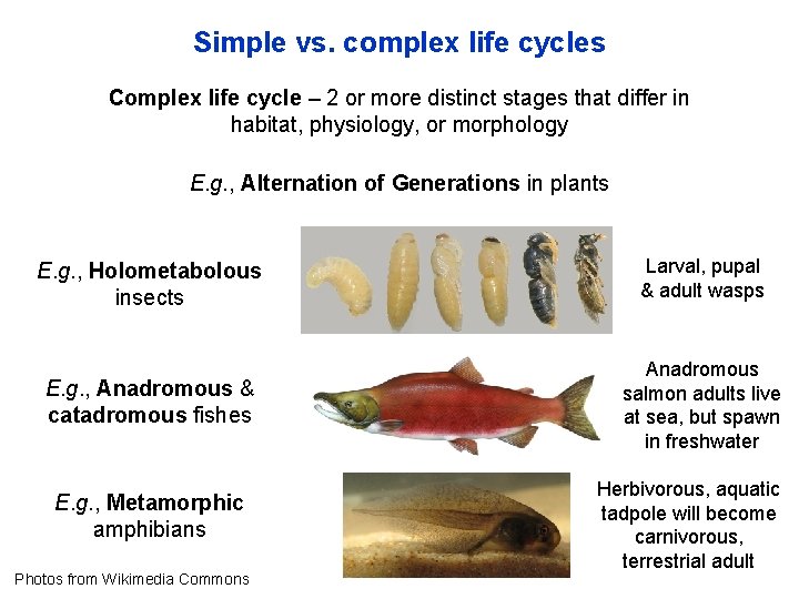 Simple vs. complex life cycles Complex life cycle – 2 or more distinct stages