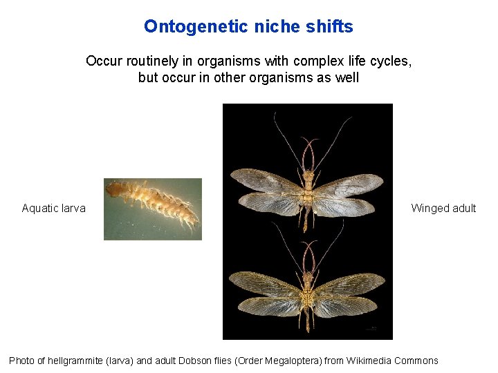 Ontogenetic niche shifts Occur routinely in organisms with complex life cycles, but occur in
