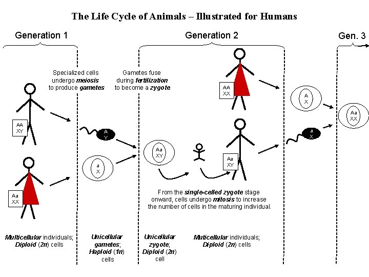 The Life Cycle of Animals – Illustrated for Humans Generation 1 Generation 2 Specialized