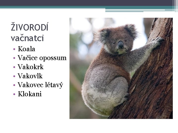 ŽIVORODÍ vačnatci • • • Koala Vačice opossum Vakokrk Vakovlk Vakovec létavý Klokani 