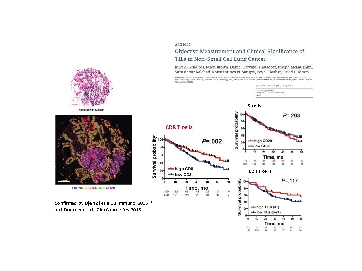 B cells CD 8 T cells CD 4 T cells Confirmed by Djenidi et