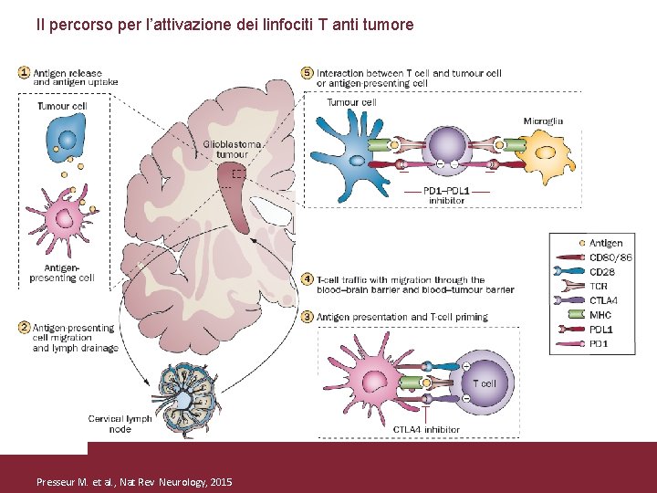 Il percorso per l’attivazione dei linfociti T anti tumore Presseur M. et al. ,
