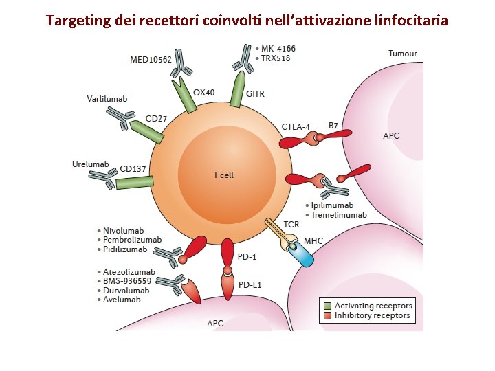 Targeting dei recettori coinvolti nell’attivazione linfocitaria 