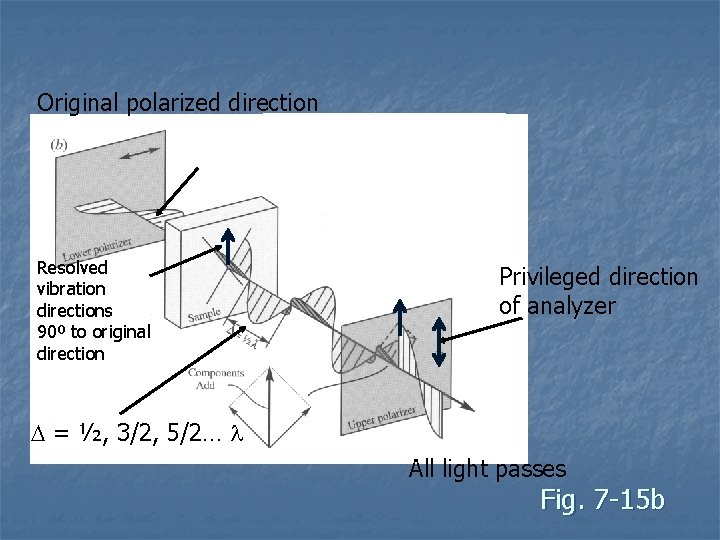 Original polarized direction Resolved vibration directions 90º to original direction Privileged direction of analyzer