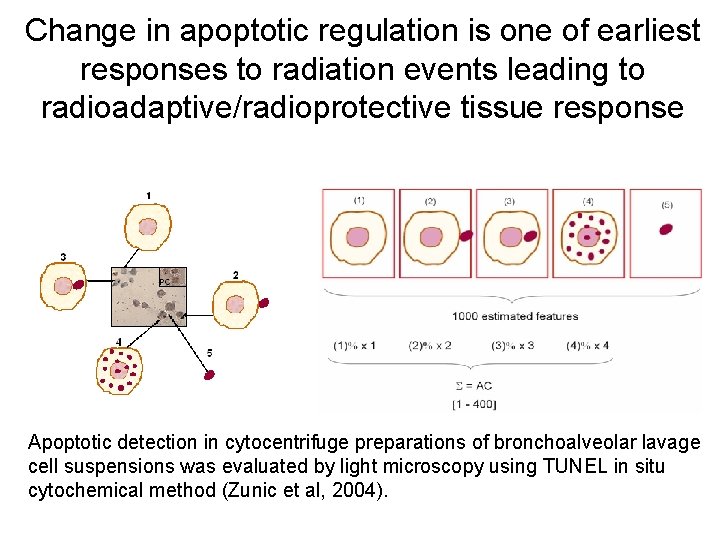 Change in apoptotic regulation is one of earliest responses to radiation events leading to