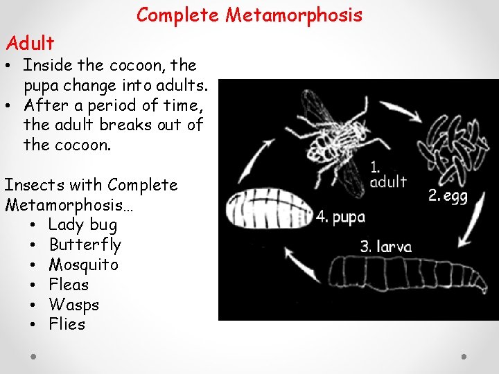 Complete Metamorphosis Adult • Inside the cocoon, the pupa change into adults. • After