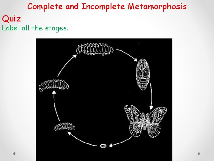 Complete and Incomplete Metamorphosis Quiz Label all the stages. 
